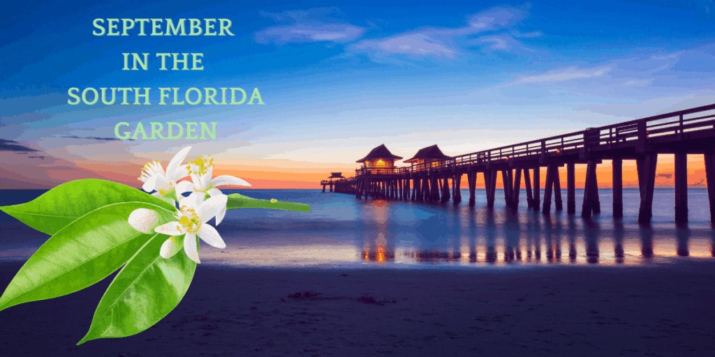 September in the South Florida Garden banner with orange blossoms and a pier at sunset